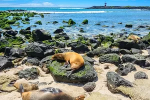 sea lion rocks