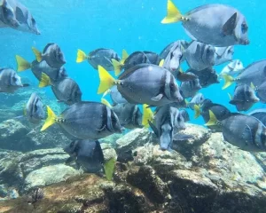 tropical fish galapagos